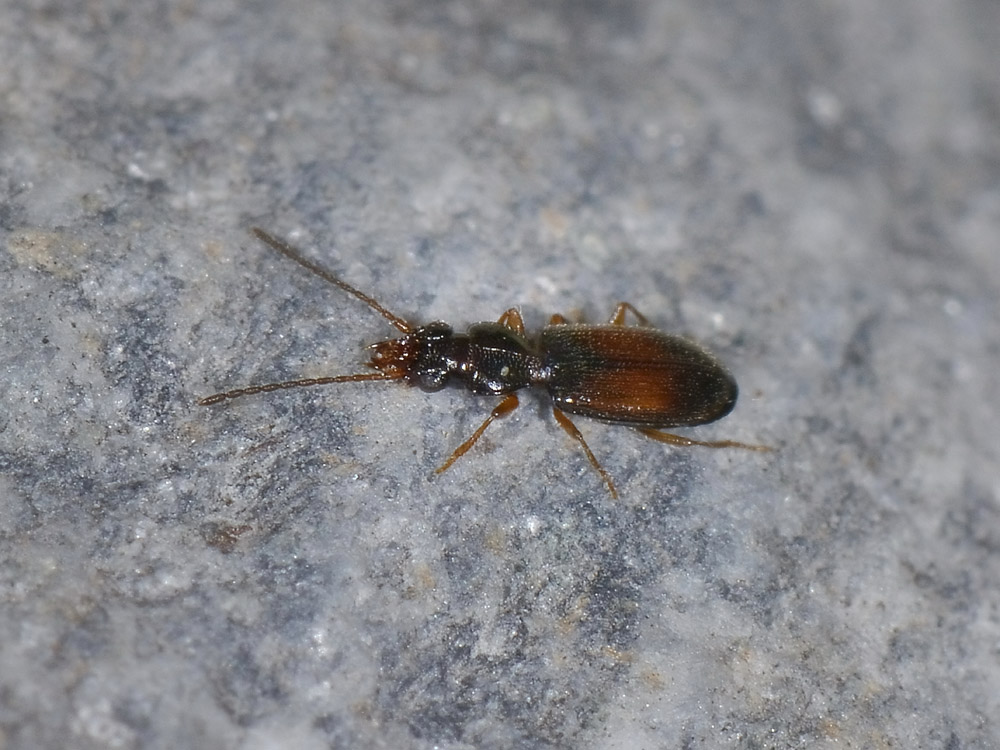 Perileptus areolatus del Nord